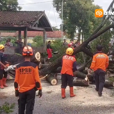 Pohon Trembesi Tumbang Tutup Jalan Kaibon–Nglandung Madiun, Akses Sempat Lumpuh 1,5 Jam