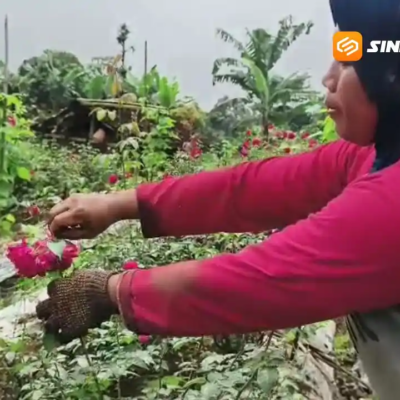 Harga Mawar di Magetan Melonjak Lebih dari 100 Persen Jelang Ramadan