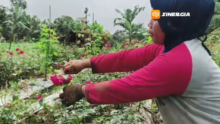 Harga Mawar di Magetan Melonjak Lebih dari 100 Persen Jelang Ramadan