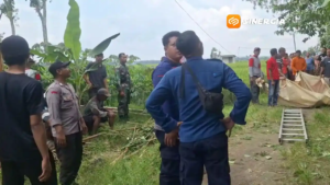 Mencari Pakan Ternak, Pria 65 Tahun di Ngawi Tewas Tersangkut di Pohon Setinggi 8 Meter