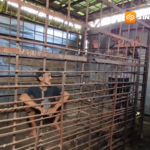25 Tahun Alami Gangguan Jiwa, ODGJ di Jambon Ponorogo Dikurung dalam Kandang Besi
