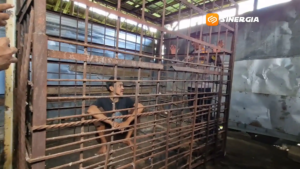 25 Tahun Alami Gangguan Jiwa, ODGJ di Jambon Ponorogo Dikurung dalam Kandang Besi