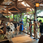 Produksi Susu Magetan Merosot, Populasi Sapi Perah Turun Akibat PMK