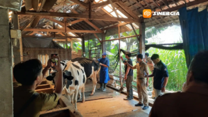 Produksi Susu Magetan Merosot, Populasi Sapi Perah Turun Akibat PMK