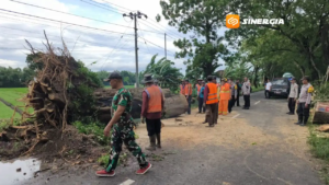 Magetan Diterjang Cuaca Ekstrem, Dua Pohon Besar Tumbang dan Tutup Total Akses Jalan