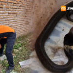 Warga Perumahan Emerald Ponorogo Diresakan Anakan Ular Cobra di Pemukiman