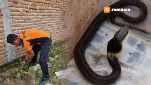 Warga Perumahan Emerald Ponorogo Diresakan Anakan Ular Cobra di Pemukiman