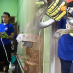 Dua Ular Bersarang di Gudang Rumah Warga, Damkar Butuh 1,5 Jam untuk Evakuasi
