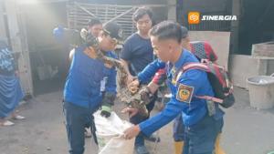 Berulang Kali Mangsa Ternak, Damkar Kabupaten Madiun Evakuasi Ular Piton 3 Meter