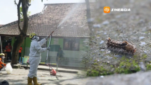 Serangan Ulat Bulu di SDN Patihan, Sejumlah Siswa Alami Gatal-Gatal