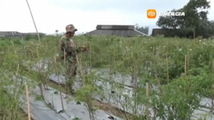 Harga Sayuran di Magetan Anjlok, Petani Tertekan Cuaca Buruk dan Minimnya Serapan Program MBG