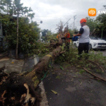 Imbas Angin Kencang, Sejumlah Pohon di Kota Madiun Roboh ke Jalan hingga Timpa Kabel PLN