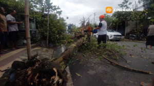 Imbas Angin Kencang, Sejumlah Pohon di Kota Madiun Roboh ke Jalan hingga Timpa Kabel PLN