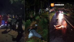 Pohon Mahoni Tumbang di Magetan, Dua Pengendara Motor Luka Serius di Jalan Parang–Lembeyan