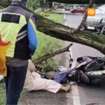 Angin Kencang Tumbangkan Pohon Trembesi di Magetan, Anak 10 Tahun Tewas Tertimpa