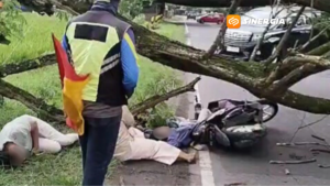 Angin Kencang Tumbangkan Pohon Trembesi di Magetan, Anak 10 Tahun Tewas Tertimpa