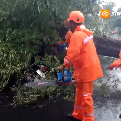Pohon Mahoni di Kota Madiun Tumbang, Timpa Pengendara Motor hingga Terluka