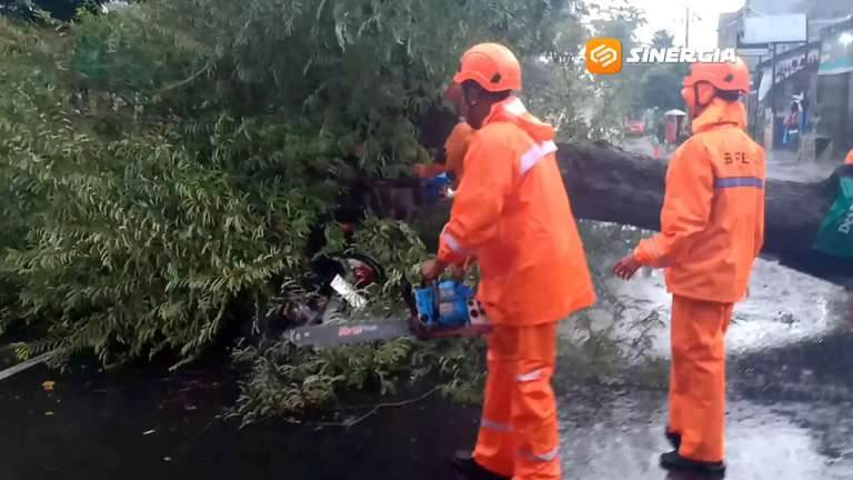 Pohon Mahoni di Kota Madiun Tumbang, Timpa Pengendara Motor hingga Terluka