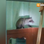 Musang Tiba-Tiba Masuk Kamar Warga di Jiwan Madiun, Petugas Damkar Sempat Tergigit Saat Evakuasi