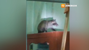 Musang Tiba-Tiba Masuk Kamar Warga di Jiwan Madiun, Petugas Damkar Sempat Tergigit Saat Evakuasi