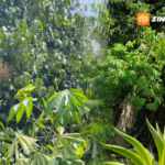 Dalam Sehari BPBD Kota Madiun Lakukan Pembersihan Sarang Tawon Vespa 2 Lokasi