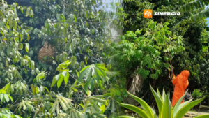 Dalam Sehari BPBD Kota Madiun Lakukan Pembersihan Sarang Tawon Vespa 2 Lokasi