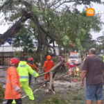 Hujan Disertai Angin Kencang Terjang Ngawi, Pohon Tumbang Picu Kemacetan Total