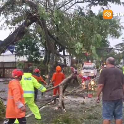 Hujan Disertai Angin Kencang Terjang Ngawi, Pohon Tumbang Picu Kemacetan Total