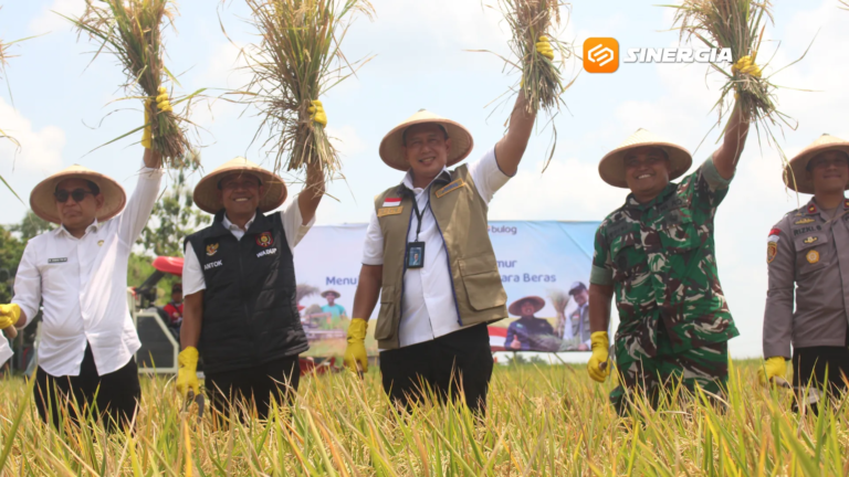 Bulog Pastikan Harga Gabah Petani Terjaga, Ngawi Jadi Lumbung Produksi Strategis