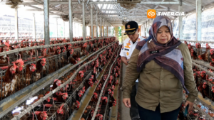 Warga Rejomulyo Ngawi Keluhkan Bau Peternakan Ayam, DLH Minta Perbaikan Pengelolaan Limbah