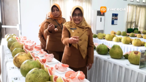 Festival Pamelo 2026, Dorong Semangat Petani dan Promosi Wisata Daerah