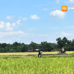 Ancaman El Nino Mengintai, Pemkab Madiun Putar Otak Selamatkan Sawah dari Krisis Air