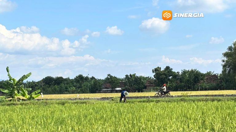 Ancaman El Nino Mengintai, Pemkab Madiun Putar Otak Selamatkan Sawah dari Krisis Air