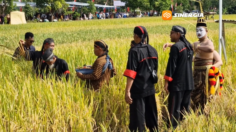 Tradisi Methik Pari Desa Glinggang, Wujud Syukur dan Pelestarian Budaya Jelang Panen