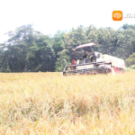Magetan Targetkan Luas Tanam Padi 63 Ribu Hektare, Produksi Dipacu Lewat Percepatan Tanam