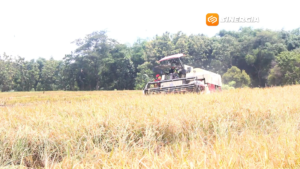 Magetan Targetkan Luas Tanam Padi 63 Ribu Hektare, Produksi Dipacu Lewat Percepatan Tanam