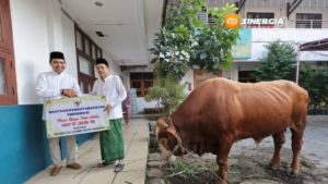 Usai Salat Id, Plt Wali Kota Madiun Serahkan Sapi Kurban Bantuan Presiden Prabowo Seberat 1,1 Ton