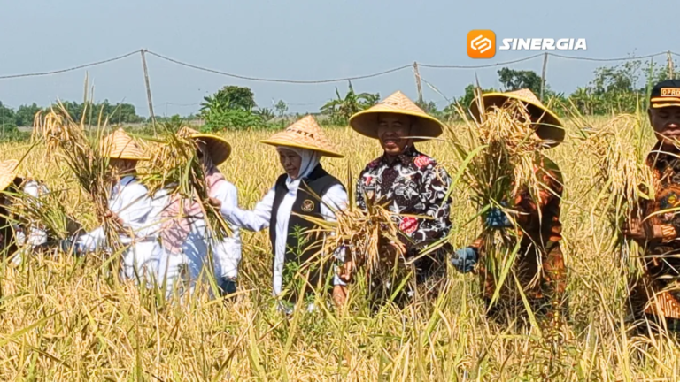 Dampingi Gubernur Khofifah Percepatan Tanam, Hari Wuryanto Optimis Madiun Jadi Lumbung Pangan Jatim