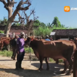 Populasi Sapi Menurun, Pemkab Magetan Perketat Pengawasan Jelang Idul Adha