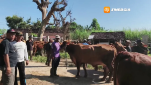 Populasi Sapi Menurun, Pemkab Magetan Perketat Pengawasan Jelang Idul Adha