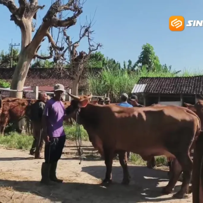 Populasi Sapi Menurun, Pemkab Magetan Perketat Pengawasan Jelang Idul Adha