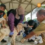 Stok Hewan Kurban di Kabupaten Madiun Surplus, DKPP Siagakan Tim Pemeriksa