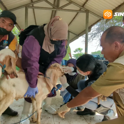 Stok Hewan Kurban di Kabupaten Madiun Surplus, DKPP Siagakan Tim Pemeriksa