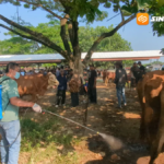 Stok Ternak Melimpah, DKPP Madiun Waspadai Hewan Kurban Dari Luar Daerah