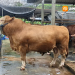Sapi “Bruno” Seberat 1,1 Ton Milik Pemuda Madiun Dibeli Presiden Prabowo 