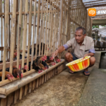 Dari Lahan Sempit, Peternak Ayam Sengkuni Raup Omzet Puluhan Juta