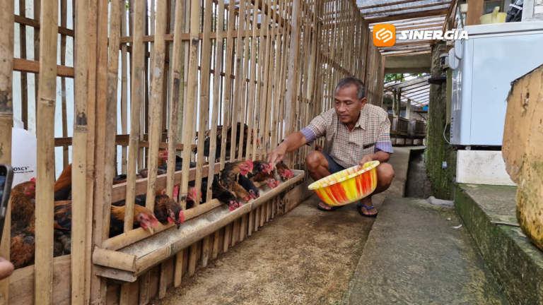 Dari Lahan Sempit, Peternak Ayam Sengkuni Raup Omzet Puluhan Juta