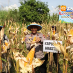 Polres Magetan Panen Raya Jagung Di Lahan Aset Polri, Dukung Swasembada Pangan Nasional