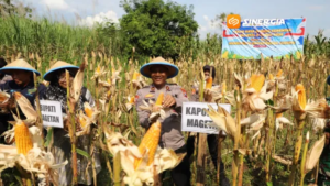 Polres Magetan Panen Raya Jagung Di Lahan Aset Polri, Dukung Swasembada Pangan Nasional