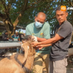 15 Tim DKPP Madiun Siaga Periksa Daging Kurban Saat Idul Adha 2026